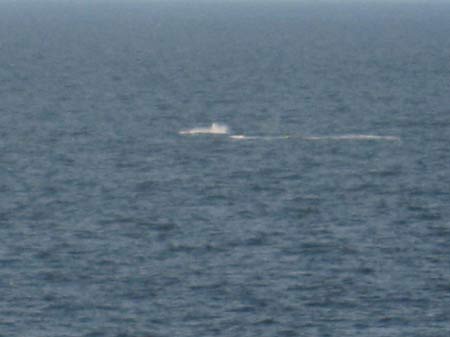 whale inside passage