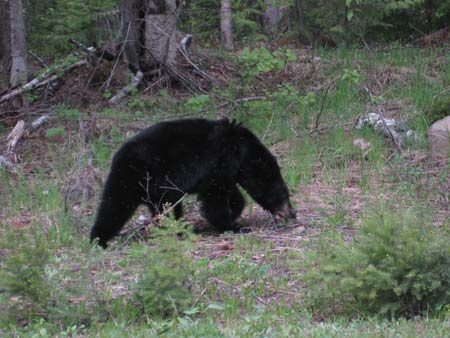 Black bear at Wells Gray Park
