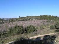 Blossom Time in Jalon Valley