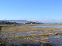 Rice Paddies near Valencia